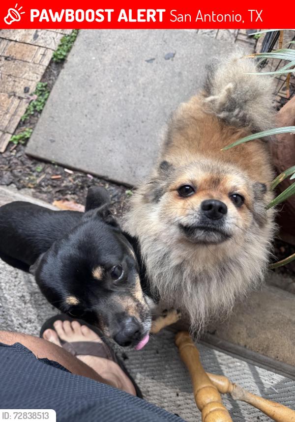 Lost Male Dog last seen Les harrison, San Antonio, TX 78250