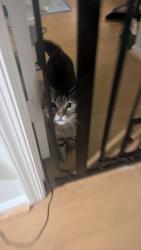 Found/Stray Male Cat last seen Near Clover Leaf Drive, Silver Spring, MD 20910