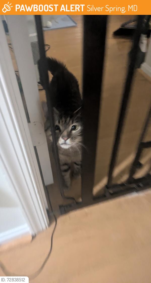 Found/Stray Male Cat last seen Near Clover Leaf Drive, Silver Spring, MD 20910
