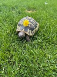 Lost Male Reptile last seen Taft, Green Bay, WI 54301