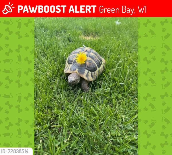 Lost Male Reptile last seen Taft, Green Bay, WI 54301