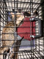 Found/Stray Female Cat last seen Walnut and Katy, New Braunfels, TX 78130