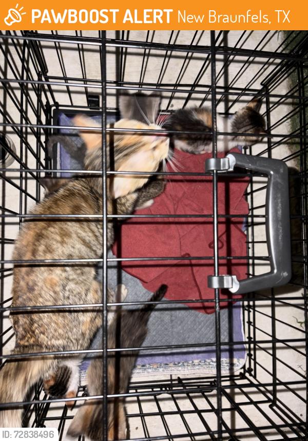 Found/Stray Female Cat last seen Walnut and Katy, New Braunfels, TX 78130