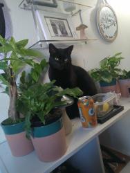 Lost Male Cat last seen Prairie field , Brush Prairie, WA 98606