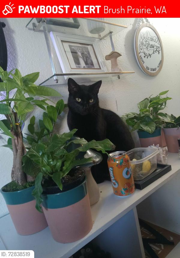Lost Male Cat last seen Prairie field , Brush Prairie, WA 98606
