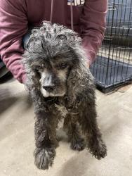 Found/Stray Male Dog last seen Meadow View Lane, Rockford , Rockford, IL 61102
