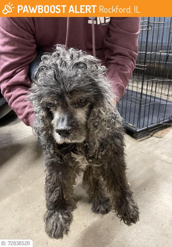 Found/Stray Male Dog last seen Meadow View Lane, Rockford , Rockford, IL 61102
