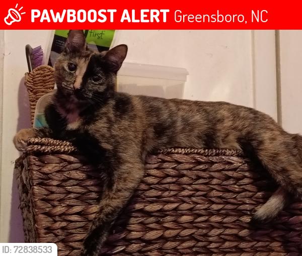 Lost Female Cat last seen Days Inn, Greensboro, NC 27409