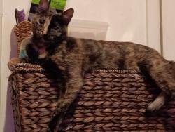 Lost Female Cat last seen Days Inn, Greensboro, NC 27409