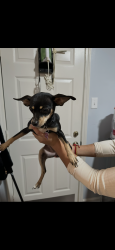 Lost Female Dog last seen Cedar Brake , Memphis, TN 38018
