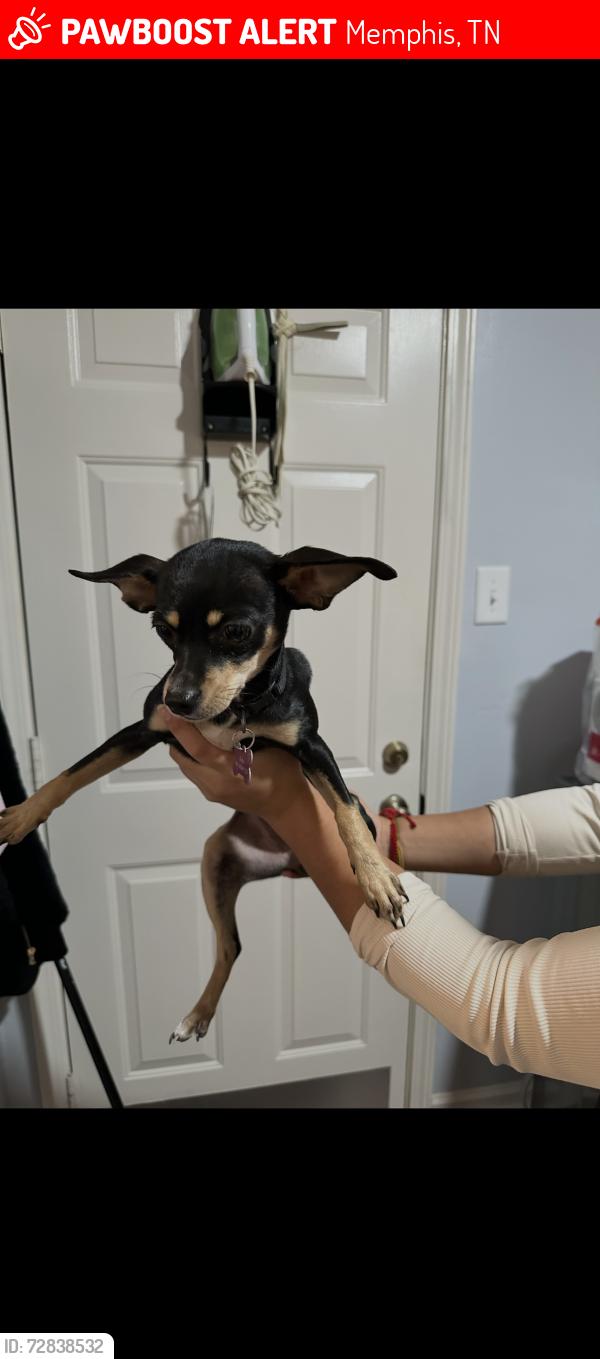 Lost Female Dog last seen Cedar Brake , Memphis, TN 38018