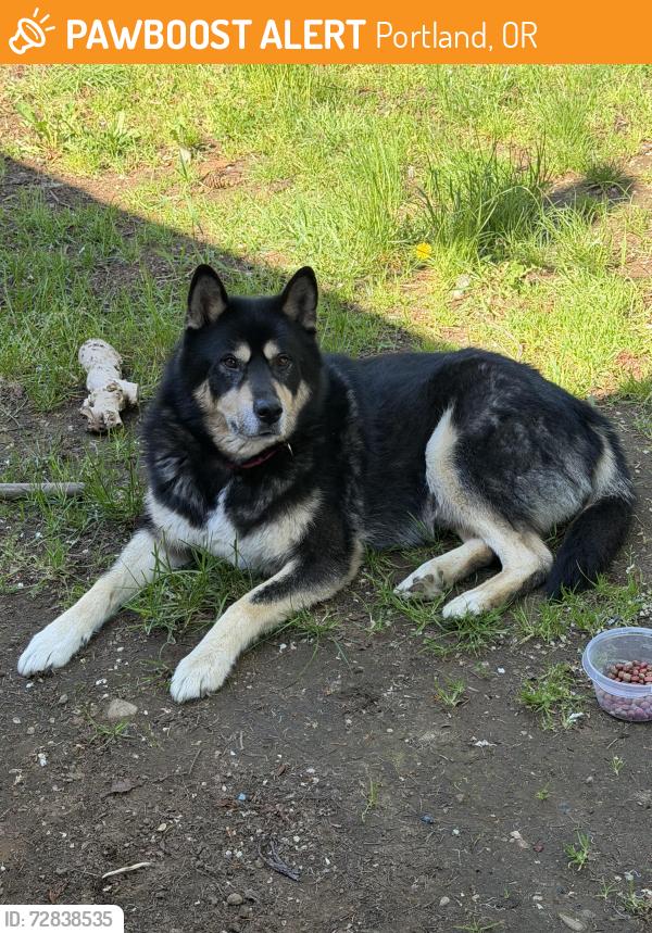 Found/Stray Unknown Dog last seen Division, Portland, OR 97233