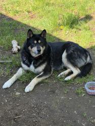 Found/Stray Unknown Dog last seen Division, Portland, OR 97233
