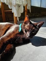 Lost Male Cat last seen Near sedunary rd morphett vale , Morphett Vale, SA 5162