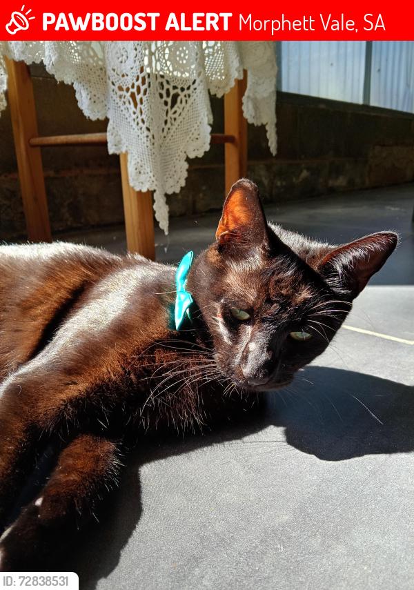 Lost Male Cat last seen Near sedunary rd morphett vale , Morphett Vale, SA 5162