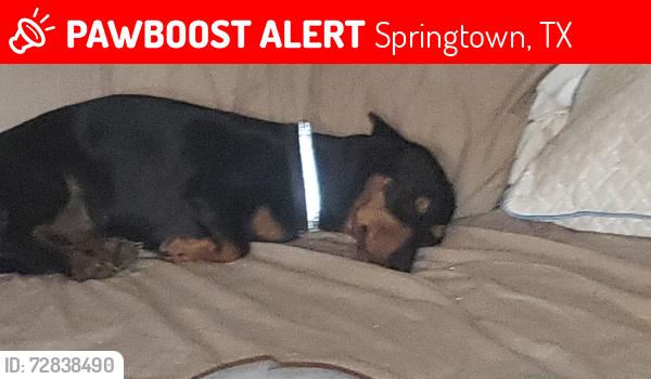 Lost Male Dog last seen Near Wild Oak Hill Rd 76082, Springtown, TX 76082