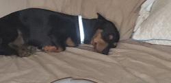 Lost Male Dog last seen Near Wild Oak Hill Rd 76082, Springtown, TX 76082
