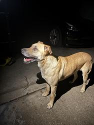 Found/Stray Male Dog last seen Aaron trail, powder springs , Cobb County, GA 30127