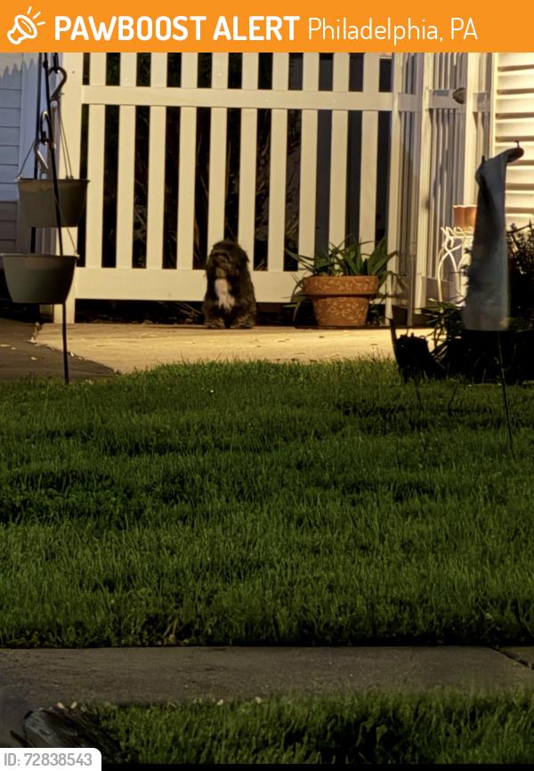 Found/Stray Unknown Dog last seen Near chelfield street , Philadelphia, PA 19136