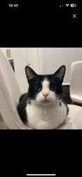 Lost Male Cat last seen Near NE 30th PL, Bellevue, Bellevue, WA 98004