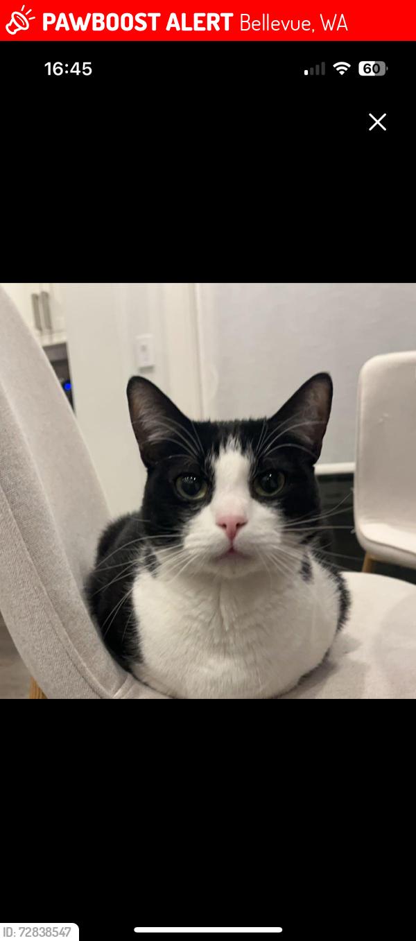 Lost Male Cat last seen Near NE 30th PL, Bellevue, Bellevue, WA 98004