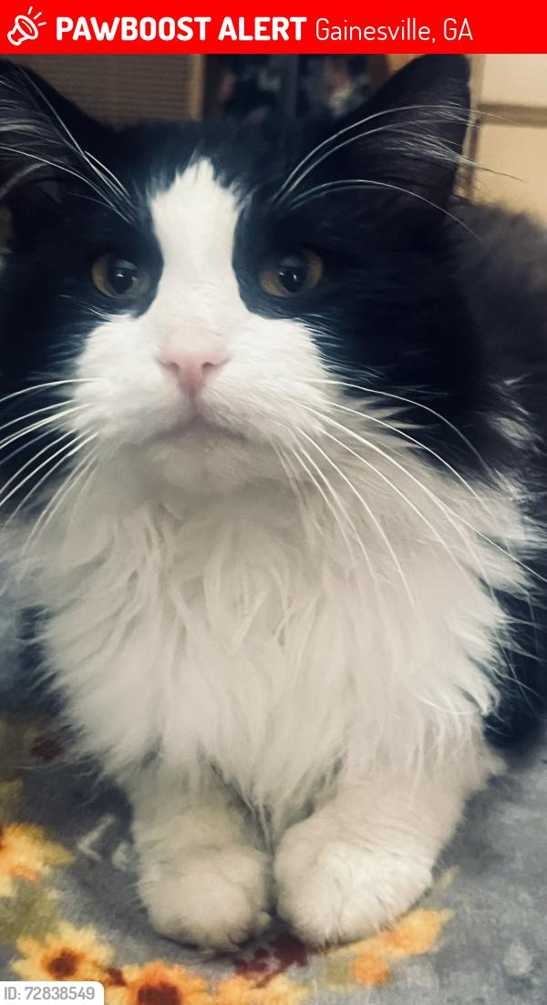 Lost Male Cat last seen East hall rd, Gainesville, GA 30507