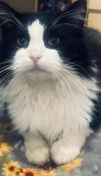 Lost Male Cat last seen East hall rd, Gainesville, GA 30507
