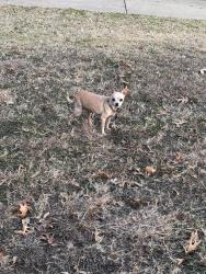 Lost Male Dog last seen Vela, Arlington, TX 76014