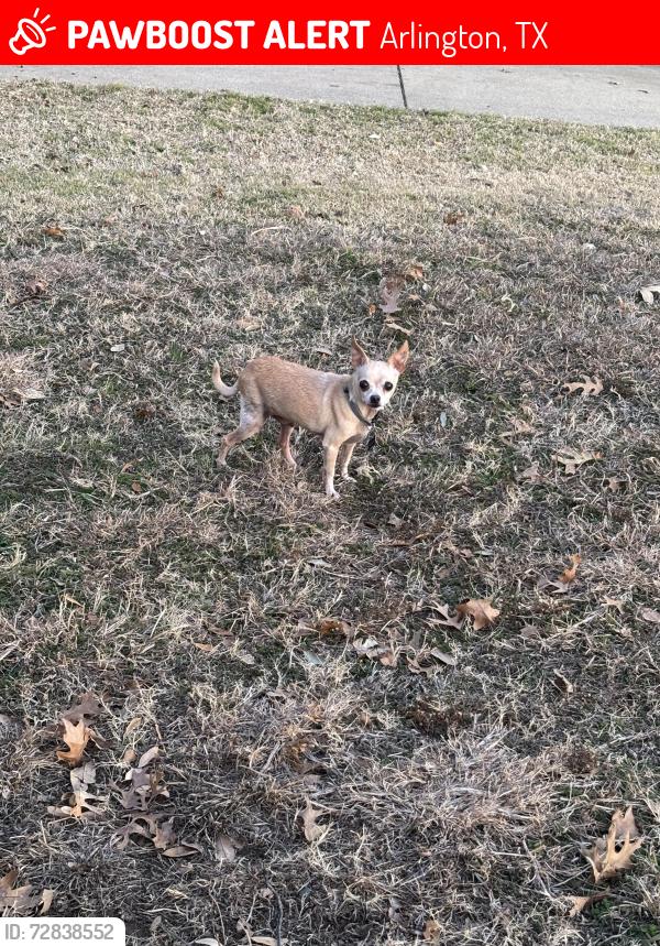 Lost Male Dog last seen Vela, Arlington, TX 76014
