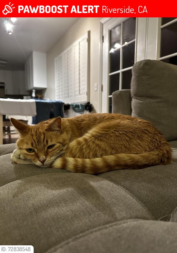 Lost Male Cat last seen Haddington and Lochmoor, Riverside, CA 92507