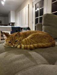 Lost Male Cat last seen Haddington and Lochmoor, Riverside, CA 92507