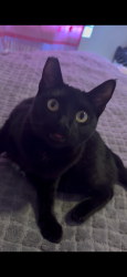 Lost Female Cat last seen Neighborhood on Hartman St. 89108, Las Vegas, NV 89108