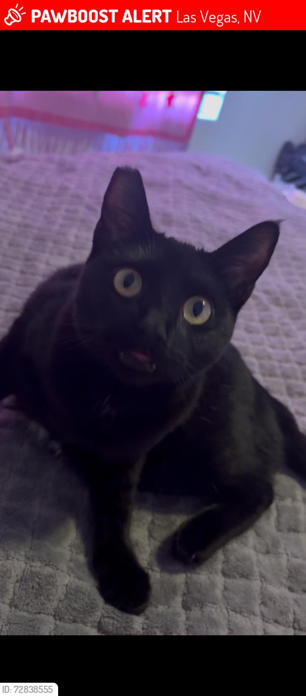 Lost Female Cat last seen Neighborhood on Hartman St. 89108, Las Vegas, NV 89108