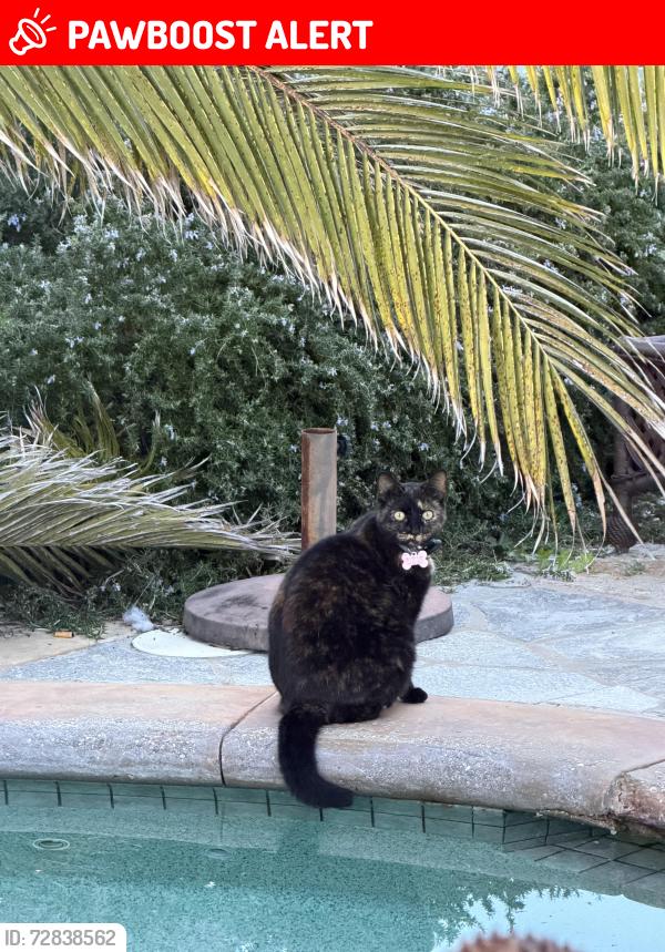 Lost Female Cat last seen Los Verdes Golf Course , Rancho Palos Verdes, CA 90275