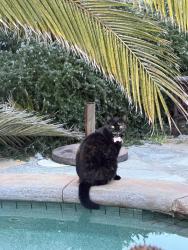 Lost Female Cat last seen Los Verdes Golf Course , Rancho Palos Verdes, CA 90275