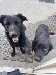 Found/Stray Female Dog last seen Indiana and San Bernardino near aldi, Pomona, CA 91767