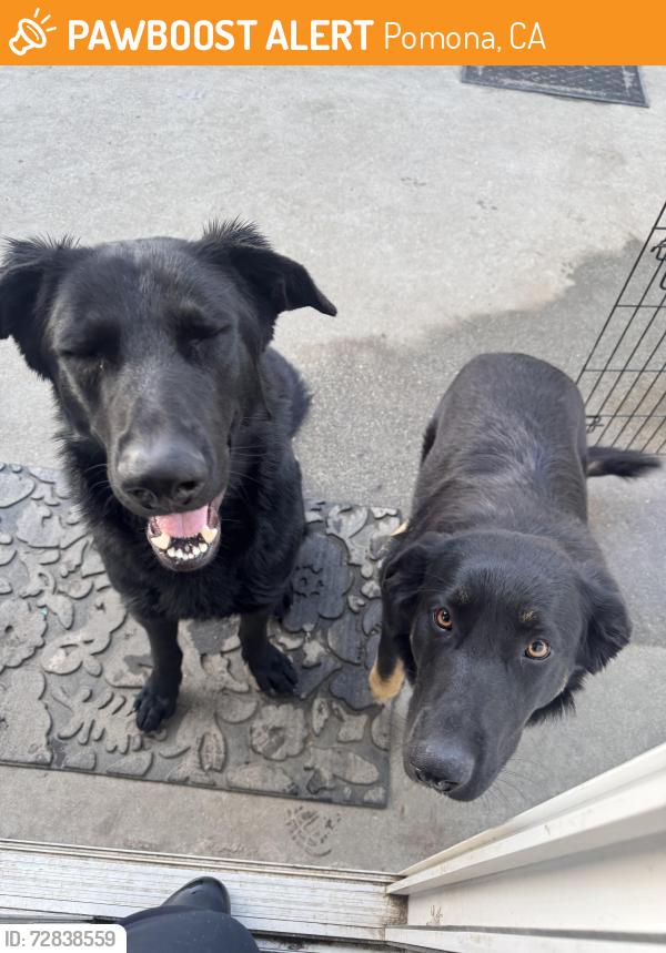 Found/Stray Female Dog last seen Indiana and San Bernardino near aldi, Pomona, CA 91767