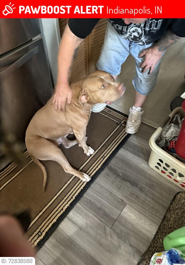 Lost Female Dog last seen Lynhurst, Indianapolis, IN 46241