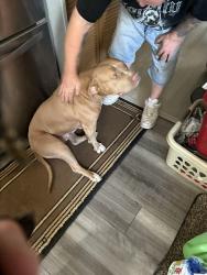 Lost Female Dog last seen Lynhurst, Indianapolis, IN 46241
