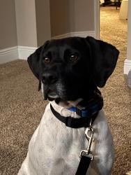 Found/Stray Female Dog last seen Yorkshire/Stratford, DeLand, FL 32724