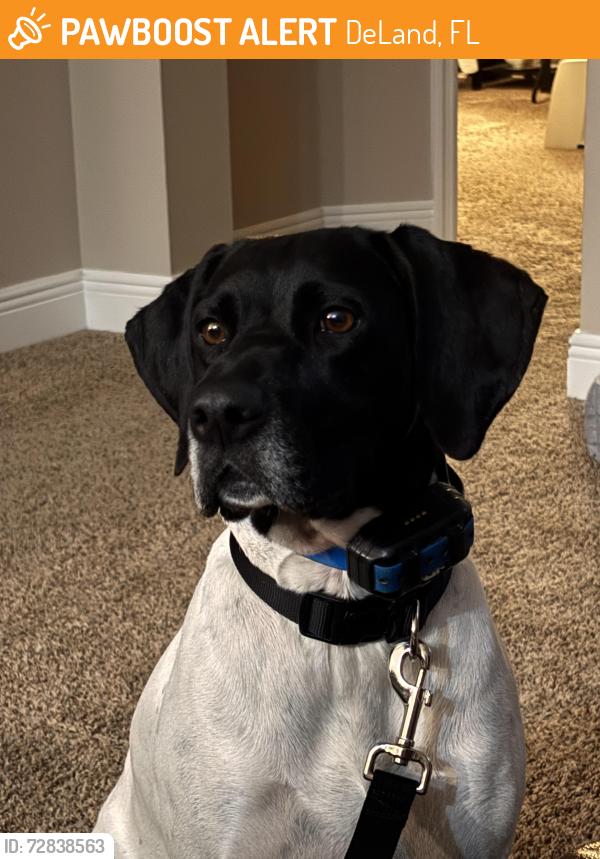 Found/Stray Female Dog last seen Yorkshire/Stratford, DeLand, FL 32724