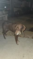Found/Stray Unknown Dog last seen Lanoiten & 20th Street, National City, CA 91950