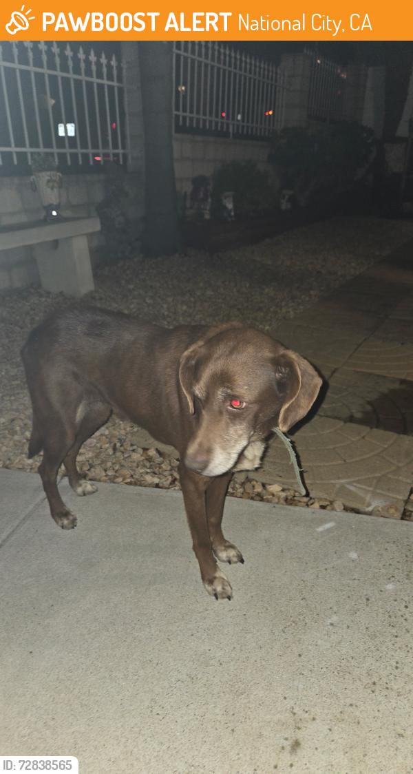 Found/Stray Unknown Dog last seen Lanoiten & 20th Street, National City, CA 91950