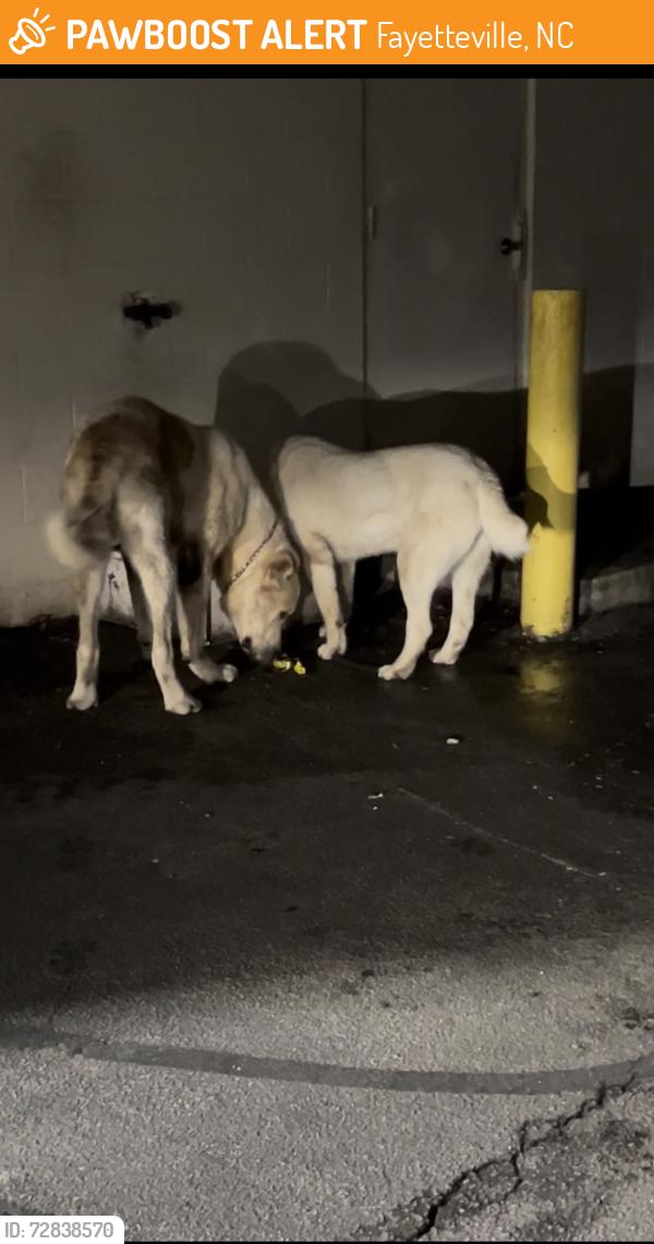 Found/Stray Male Dog last seen Law Road, Fayetteville, NC 28311