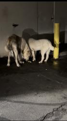 Found/Stray Male Dog last seen Law Road, Fayetteville, NC 28311