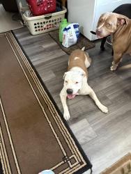 Lost Female Dog last seen Lynhurst, Indianapolis, IN 46241