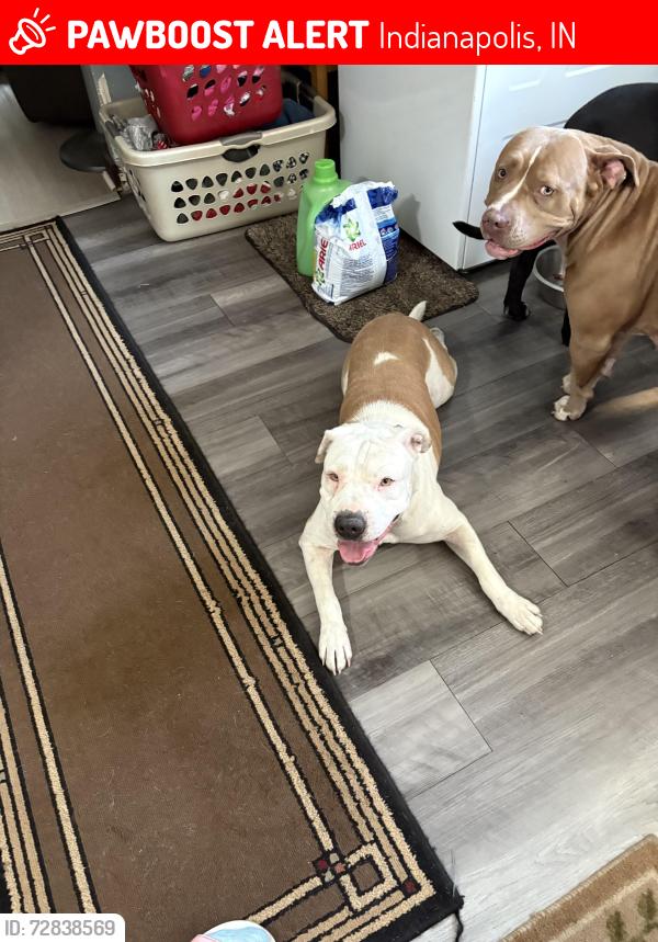 Lost Female Dog last seen Lynhurst, Indianapolis, IN 46241