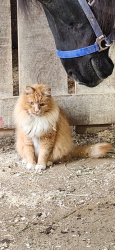 Lost Male Cat last seen  rt 94 , Wadsworth, OH 44281