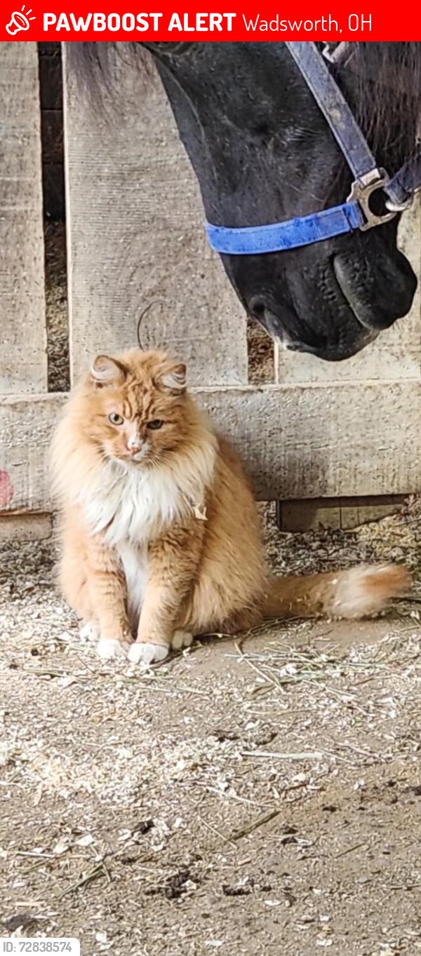 Lost Male Cat last seen  rt 94 , Wadsworth, OH 44281