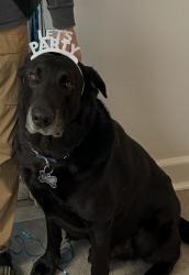 Reunited Male Dog last seen YMCA, Richmond, VA 23235